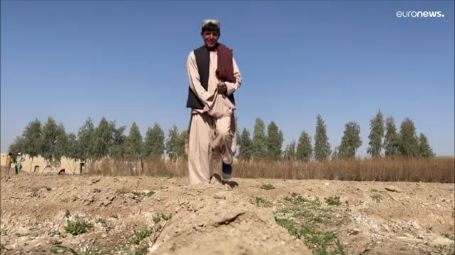 Monogiornale del 29 dicembre 2021 - L'oppio dell'Afghanistan
