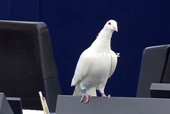 Una colomba per la Pace