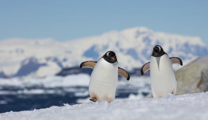Pillole di ScienzaH | Toilette per pinguini estinti